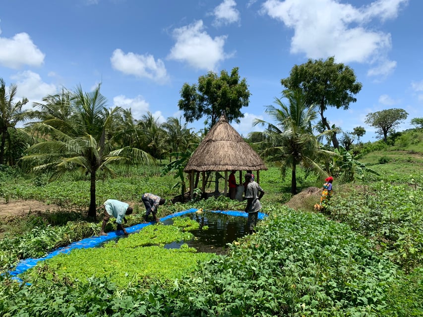 Community Fish Pond  copy