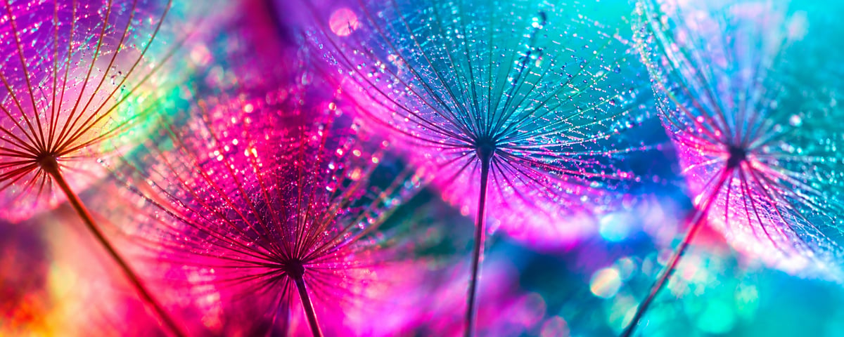 Dandelion Dew in Violet and Teal